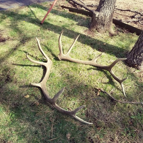 REAL Brown Elk Antler Sheds Set Pair Deer Moose TAXIDERMY Mount Log Cabin Decor