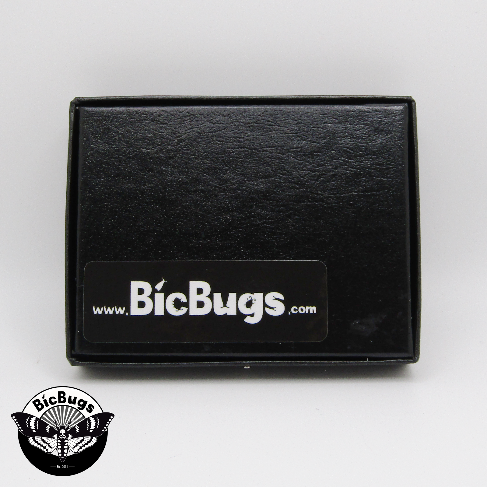 Danaus plexippus REAL NORTH AMERICAN MONARCH BUTTERFLY INSECT FRAMED