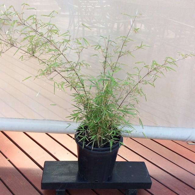 Bamboo Plant | Plants | Gumtree Australia Tea Tree Gully 