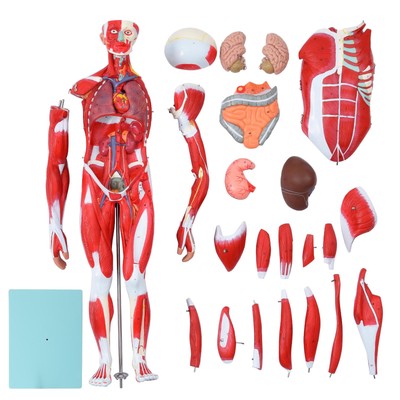 Anatom Human Anatomy Models Bundle Teaching Set 1/2 Life Size 27 Parts Brand New