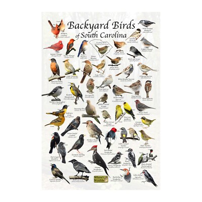 Birds of South Carolina Backyard Birding Identification Print / Bird Field Guide