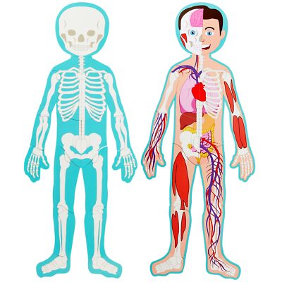 17-Pcs Large Magnetic Human Body Puzzle Double-Sided (3 ft)