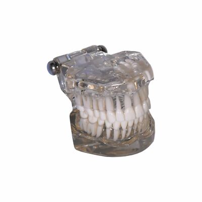 Redland B5-10 Dental Demonstration Teeth Educational Model