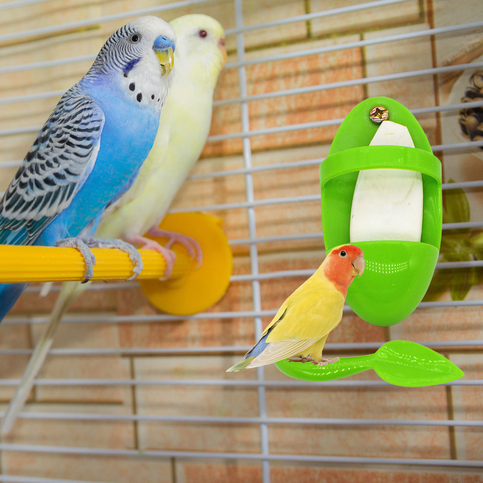 Holders For Parakeet Parrots Foraging