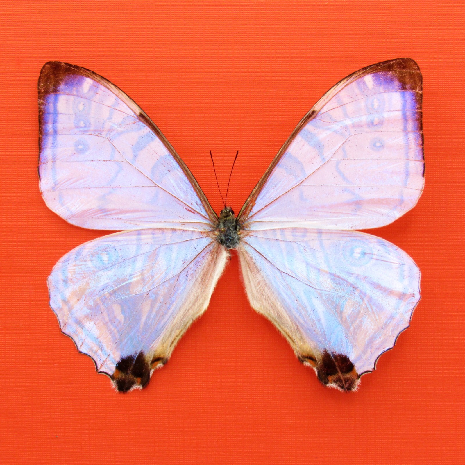 oldsea MIYABI × antique butterfly old sea】MIYABI × antique butterfly 新品 - メルカリ