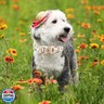 Elegant little tail Dog Collar, Pet Collar Adjustable Collar for Small Medium Large Dogs Soft Puppy Collars with Quick Release Buckle Sunflower Girl Dog Collars(L, Sunflower)