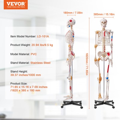 VEVOR Human Skeleton Model Anatomical Skeleton Life Size with Muscle Points