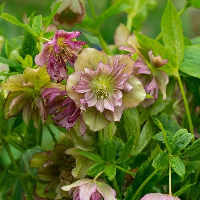 Elleboro orientale Double Ellen Picotee 1L - Delizierà ogni giardiniere 