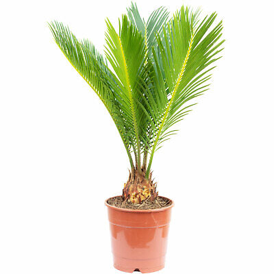 Palmfarn 6+ Wedel - Cycas revoluta - Höhe ca. 25 cm, Topf-Ø 12 cm
