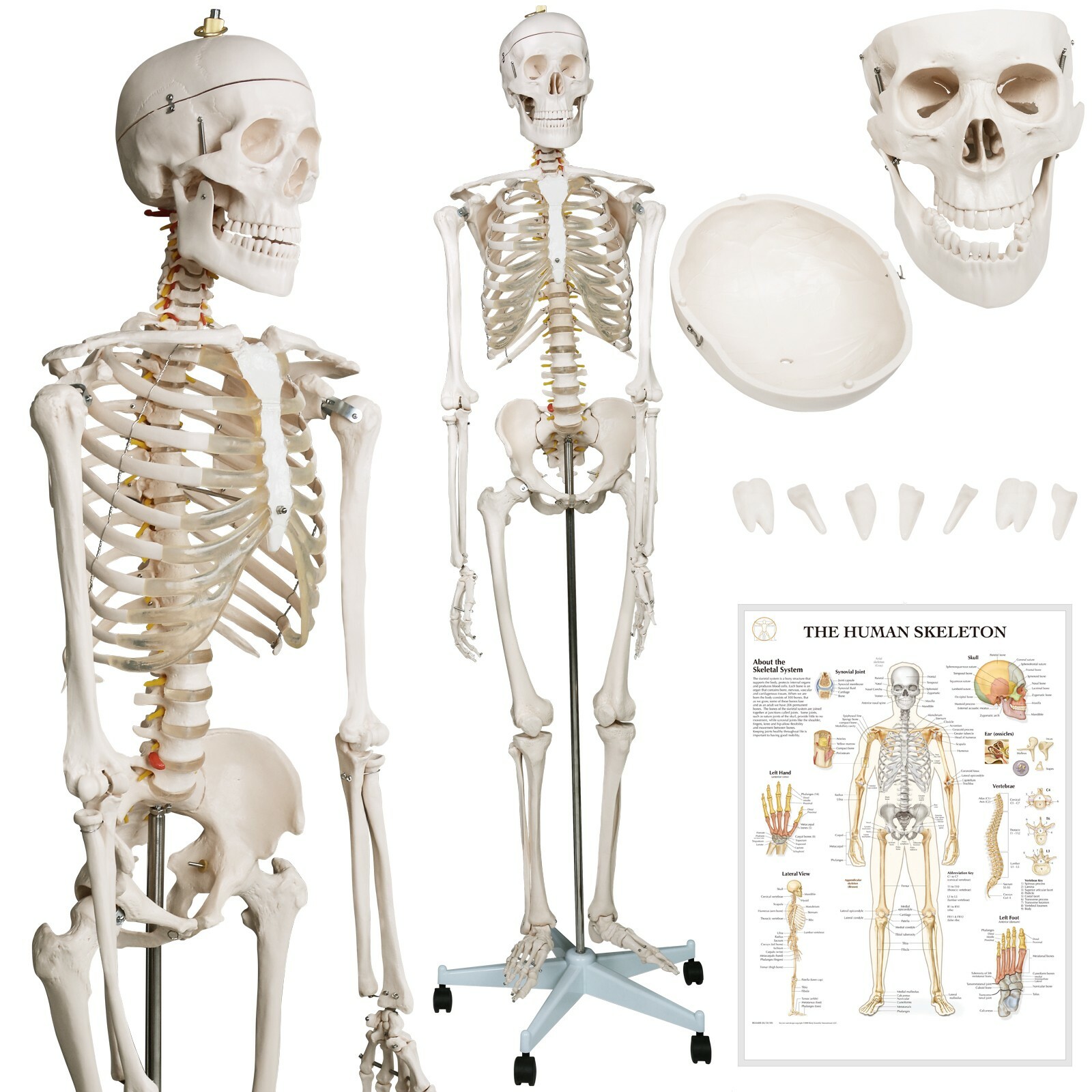 Jago® Menschliches Skelett 181,5 cm Lebensgroß Anatomie Modell Lehrmodell