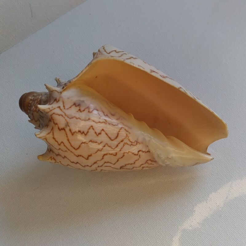 Natural Tiger Striped Conch Sea Shell Spike Excellent Stripe Pattern Zig Zag