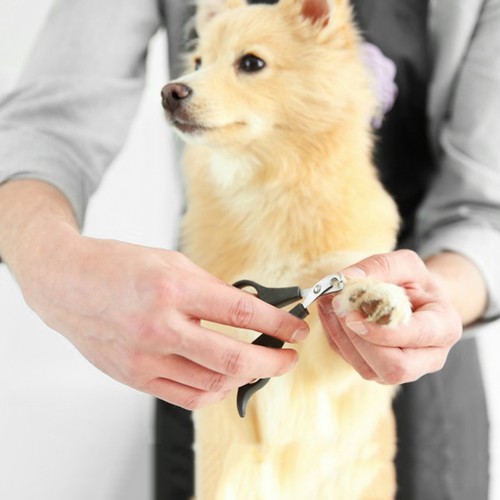 Professional Pet Dog Toe Nail Clippers Cutter Trimmer Grooming Scissors Shears