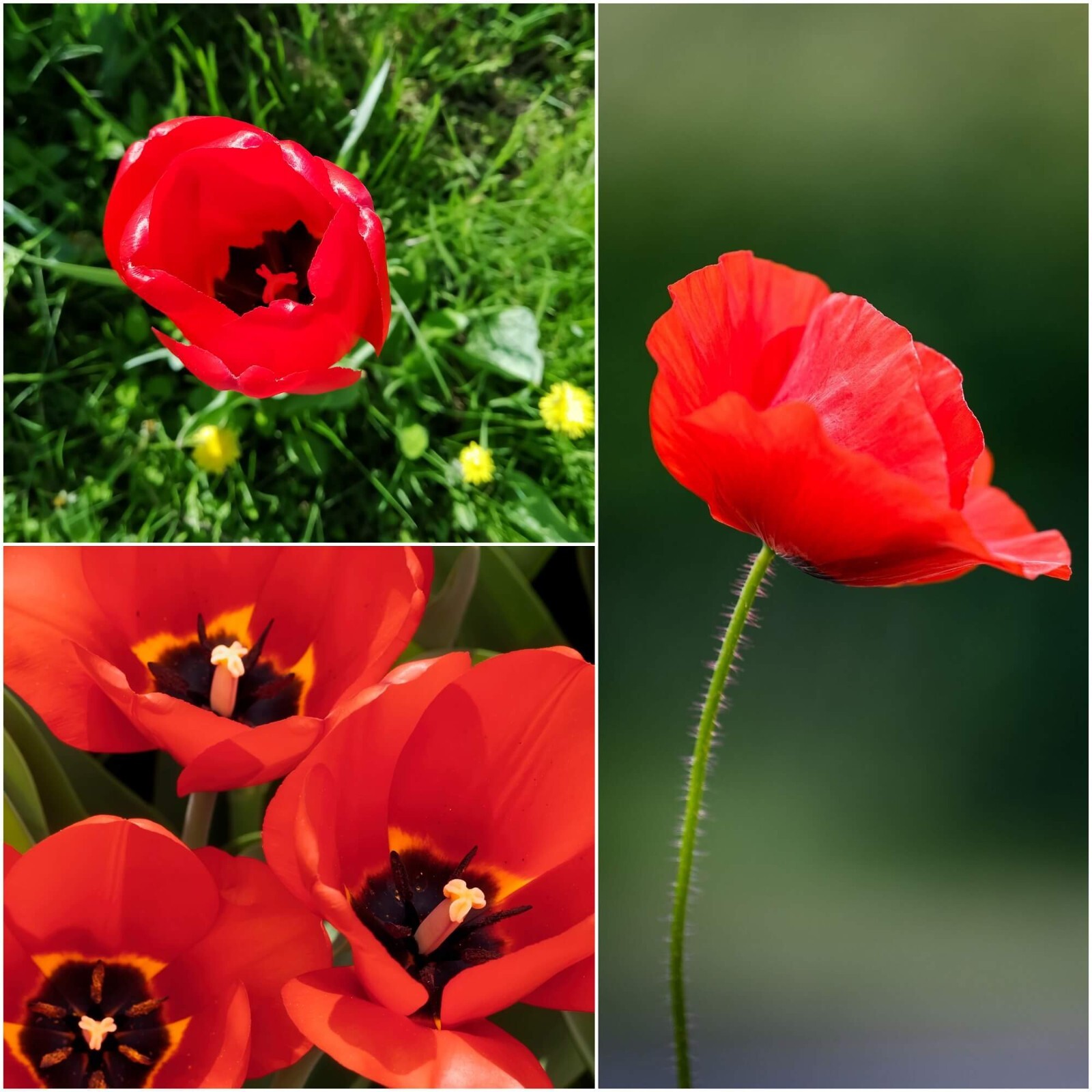 RED TULIP POPPY 480 Seeds FLOWER GARDEN cottage EASY GROW