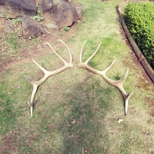 LARGE Brown Elk Antler Sheds Set Pair Deer Moose TAXIDERMY Mount Log Cabin Decor