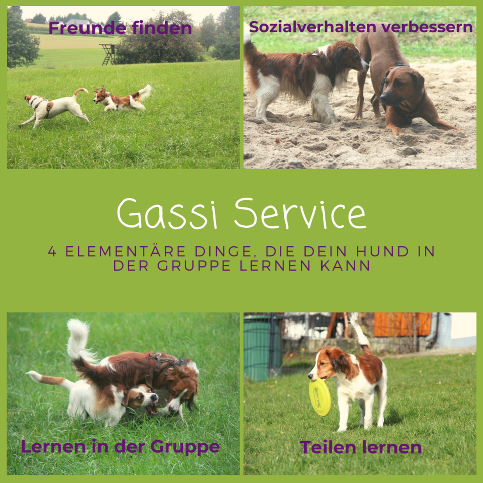 GassiService, Dogwalk, Hundesitting, Hilden, Haan, Solingen in