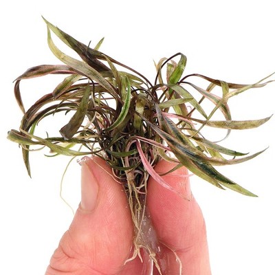 Cryptocoryne Nurii In Vitro Live Aquarium Plants Tropical K2AQUA
