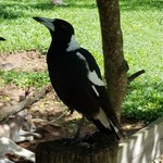 tony-the-magpie