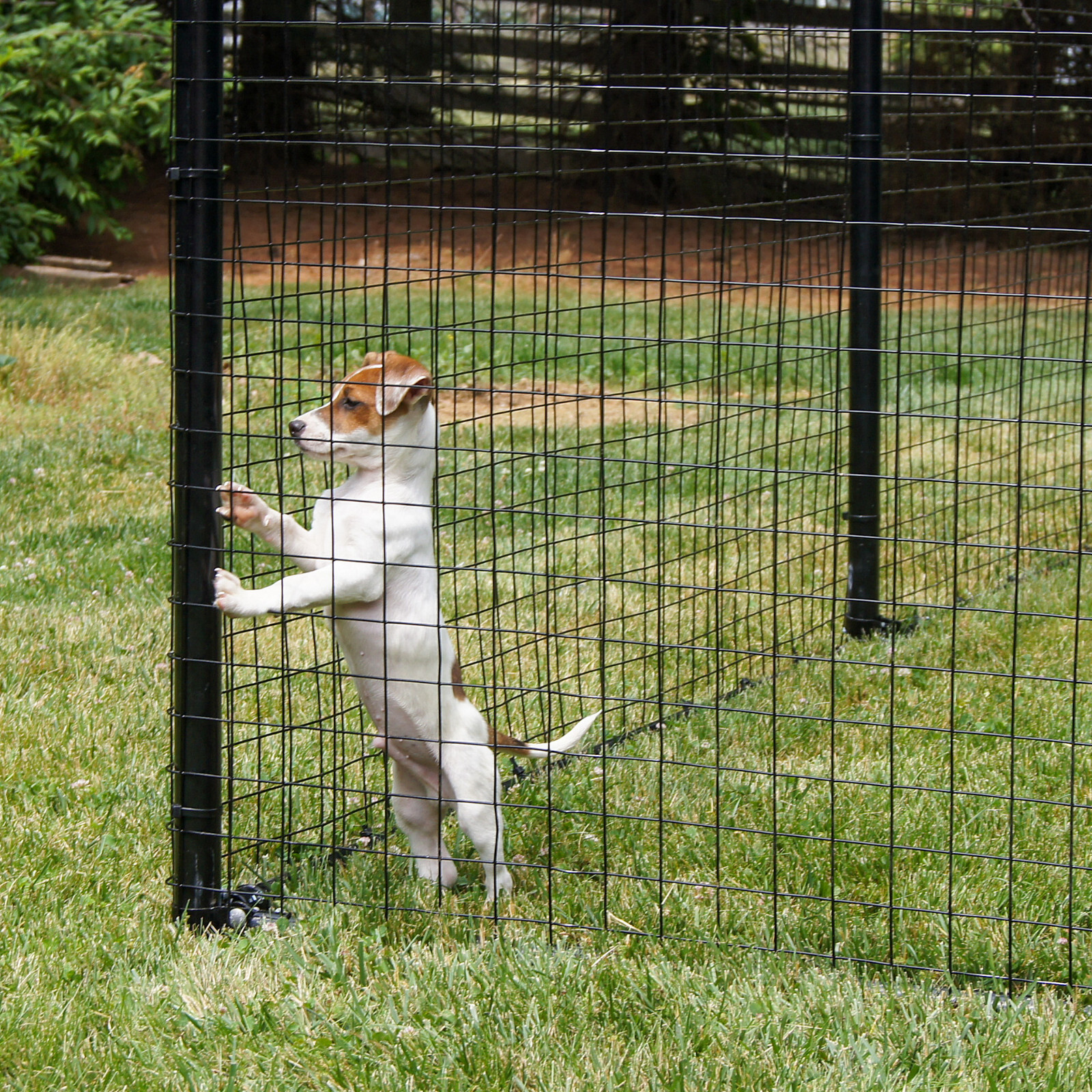 invisible fence timonium