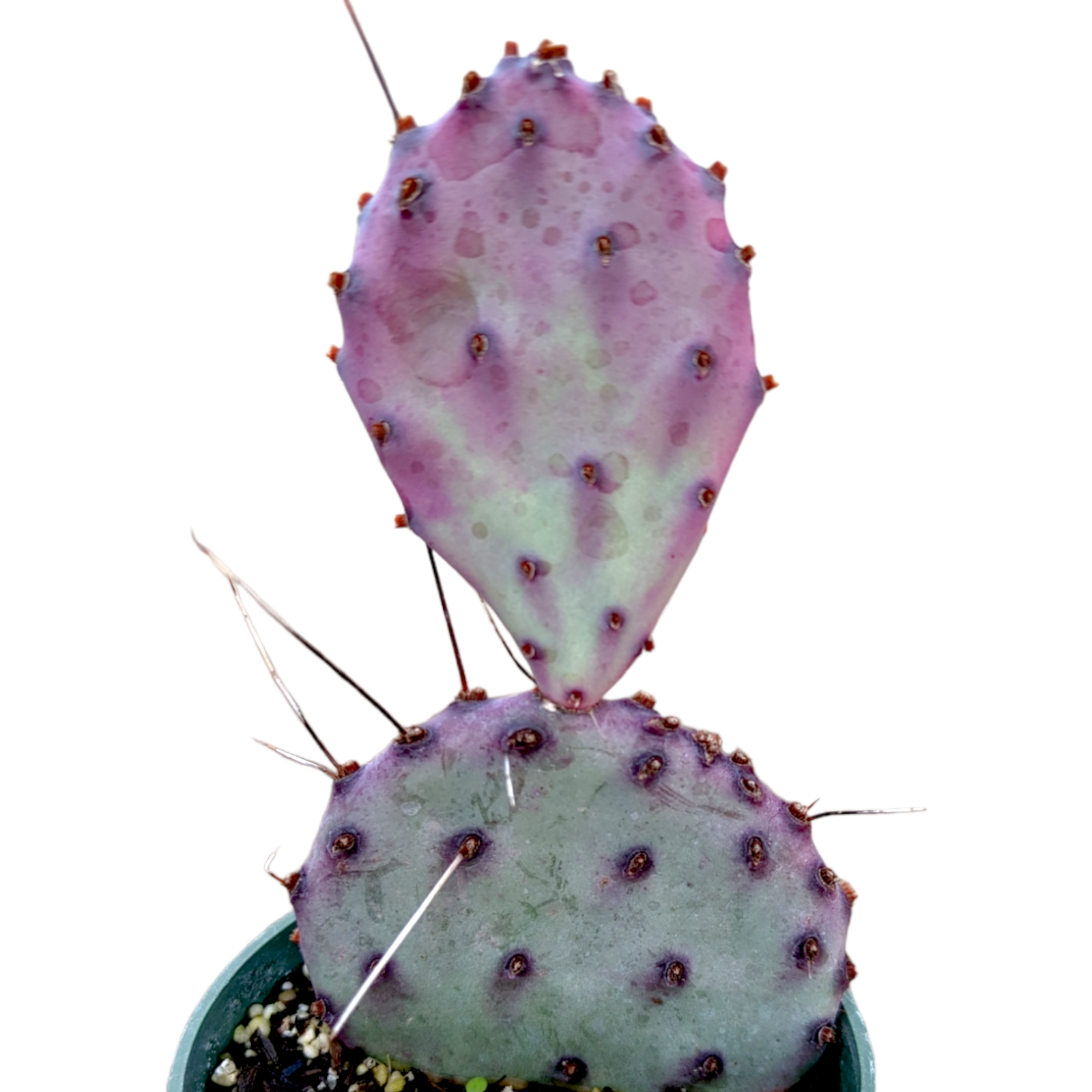 Opuntia santarita Santa Rita Purple Prickly Pear Cactus | eBay