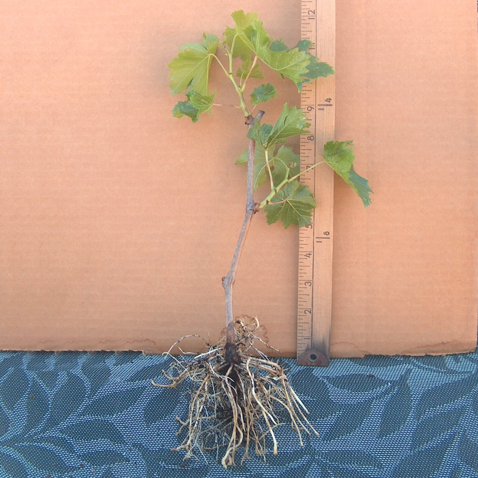 T211A (1) Thompson Vine Bare Root Plant Green Seedless Sweet Table Grape Raisin