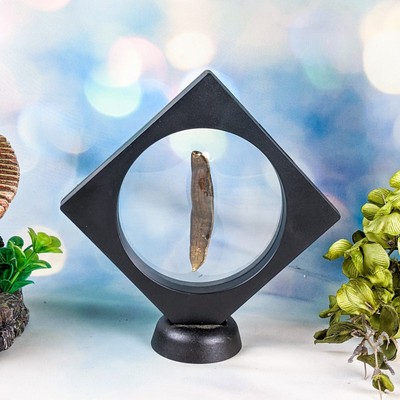 X48e Medicinal Leech Display specimen Taxidermy Floating Frame Oddities
