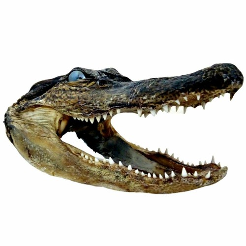 Taxidermy