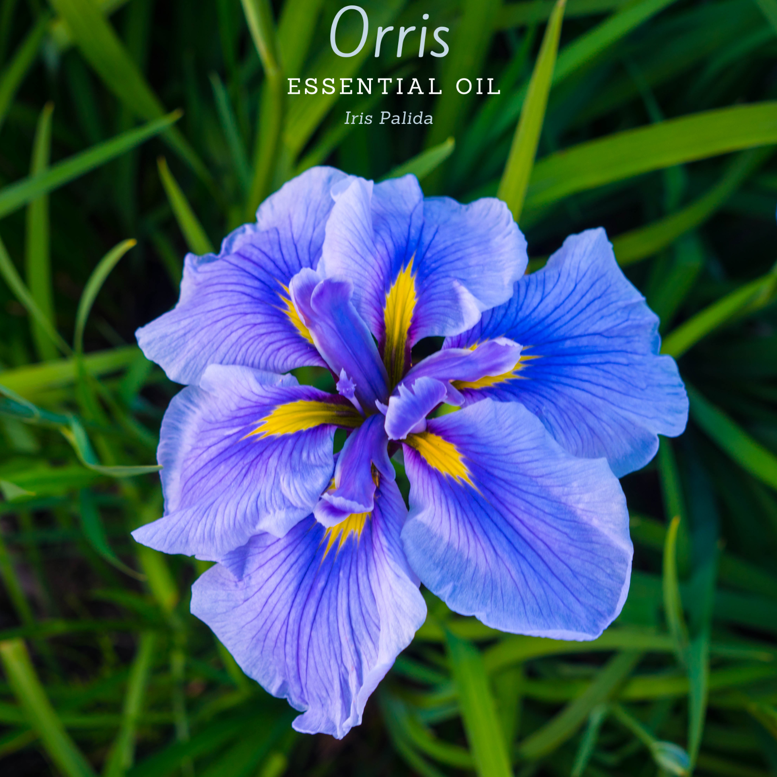 100% Pure, Undiluted, Organic, (iris Pallida).