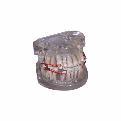 Redland B2-03 Dental Demonstration Teeth Educational Model -FDA