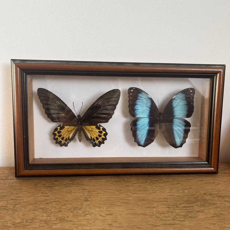 Cadre Papillon Vintage RÃ©Tro Morpho Patroclus PÃ©Rou Et Troides Helena Malaisie