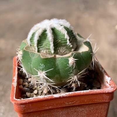 1336. Cactus hintonii JPH532, Rio de San Jose  (Grafted)