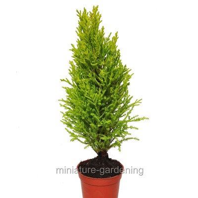 Cupressus macrocarpa, Lemon Cypress Cone, 4