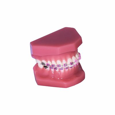 Redland B6-02 Dental Demonstration Teeth Educational Model orthodontics