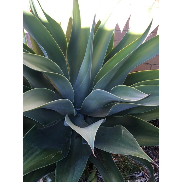 Agave plants for sale large and small Plants Gumtree