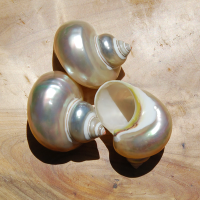 ONE 2.5" Pearlized Turbo Shell, Polished Mother of Pearl Turbo Petholatus Seashe