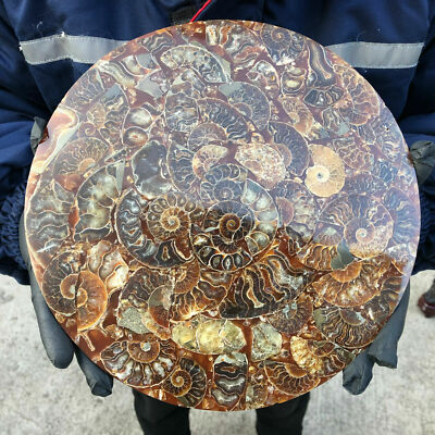 TOP！10Inch Natural Ammonite Disc Fossil Conch Specimen 1PC 800g-1000g.