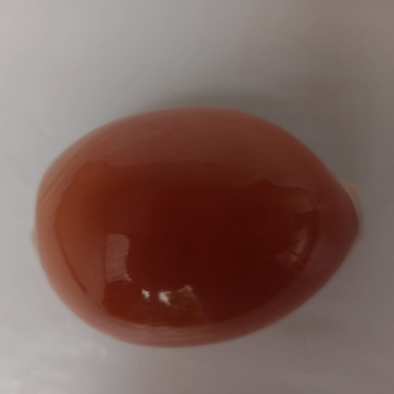 Meeresschnecke Cypraea Aurantium 85 Mm  Excelent