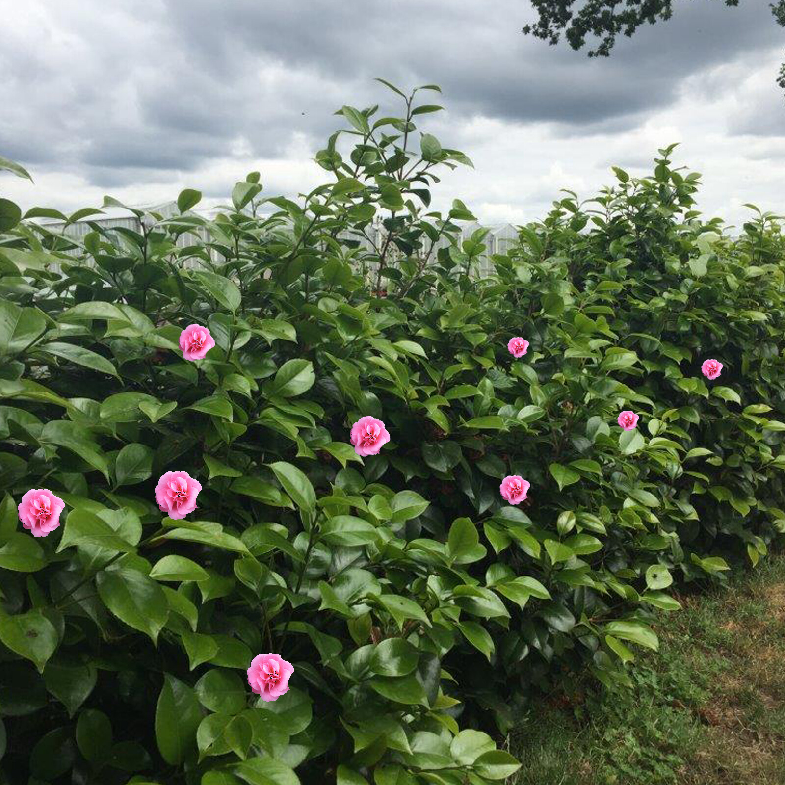 5 Stück Camelia japonica rosa immergrüne Heckenpflanze 30-40cm im Topf
