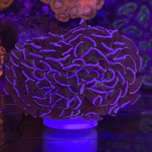 Australian Pink/Purple Hammer Coral WYSIWYG Live Coral Ultra 3”