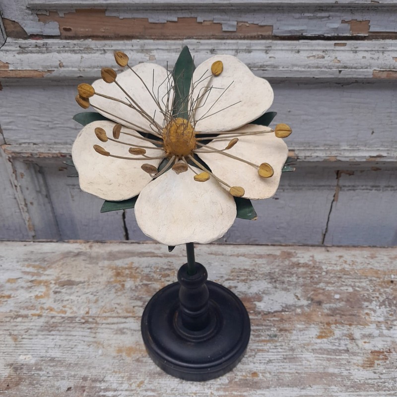 ModÃ¨Le Anatomique De La Manufacture Brendel Fleur De Cerisier