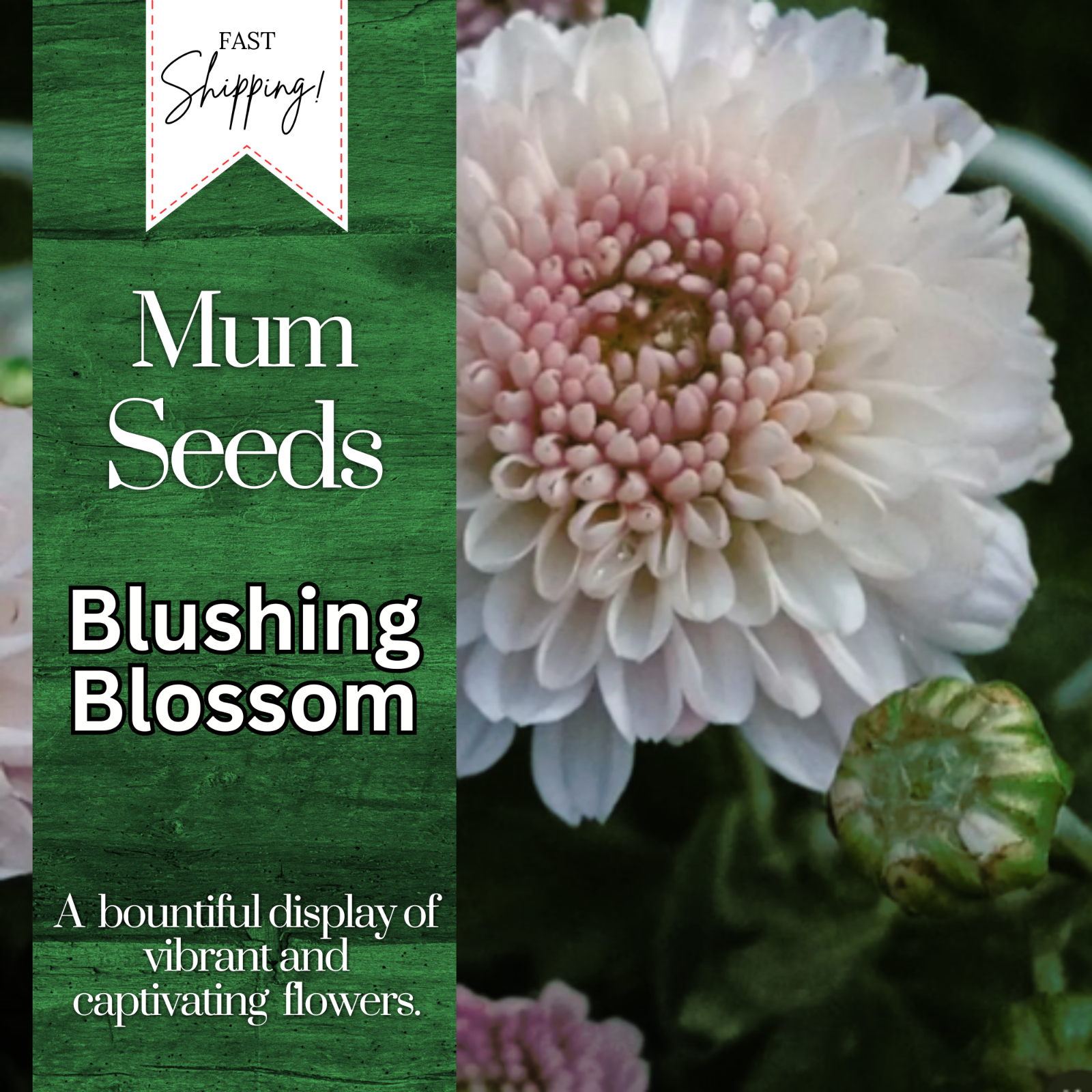 Blushing Blossom Mum Chrysanthemum Seeds 200+ Seeds Mum