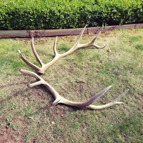 LARGE Brown Elk Antler Sheds Set Pair Deer Moose TAXIDERMY Mount Log Cabin Decor