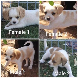 Jackalier Puppies Jack Russell X King Charles Cavalier Dogs