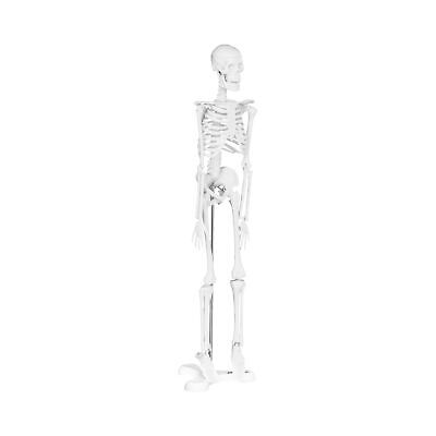 Skelett Mini Menschliches Skelett Anatomisches Modell Mini Skelett 45 cm Physa