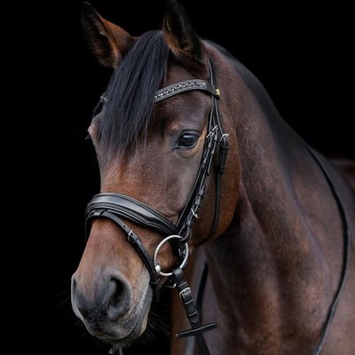 Waldhausen S-Line Black Shine Bridle