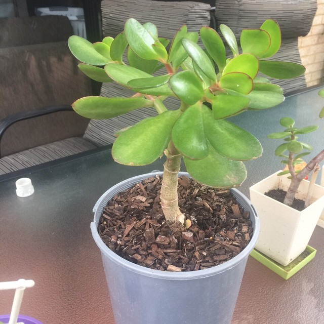 Jade plant (Oval Jade) for sale Plants Gumtree