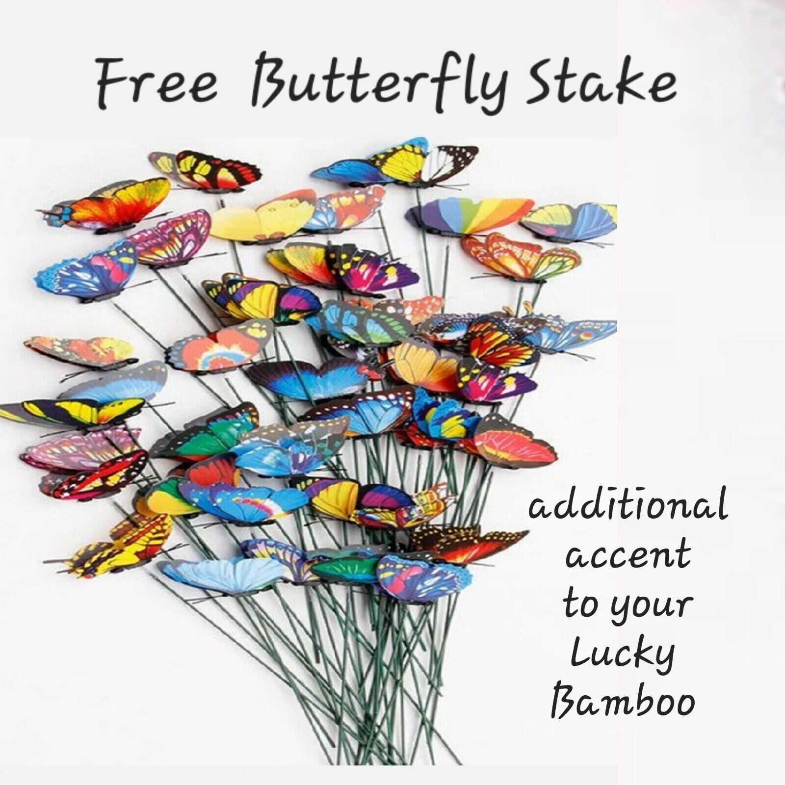 6" Lucky Bamboo Plants 5 Stalks,  FREE Butterfly  Stake, GIFT, Feng Shui, Indoor