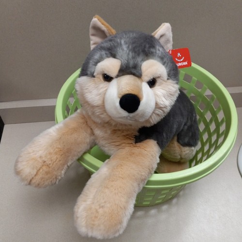 Aurora Large Wolf Husky Dog  Brown Eyes  27