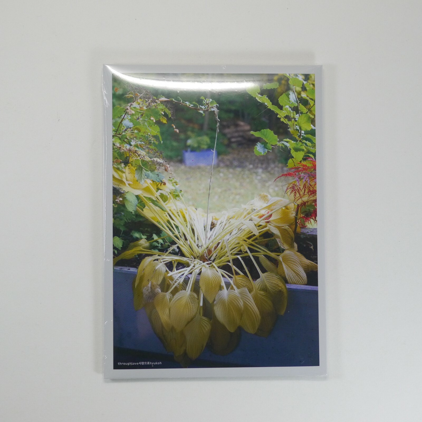 hyukoh THROUGH LOVE レコード　新品 hyukoh THROUGH LOVE レコード 新品 Amazon.co.jp: ヒョクオ