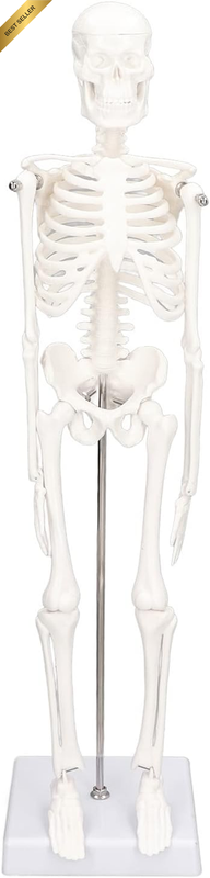 Articulate Human Body Skeleton Model with Detachable Design, for Halloween Decor