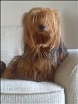 yorkielover